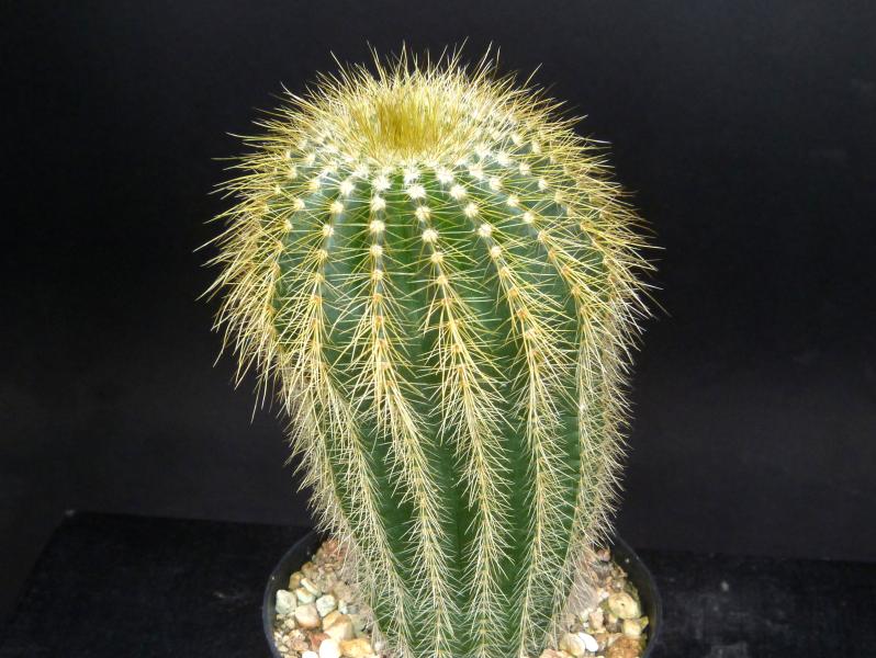 Sales plant (sample)
